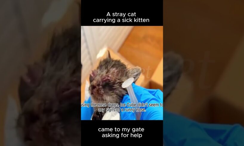 A stray cat carrying a sick kitten came to my gate asking for help