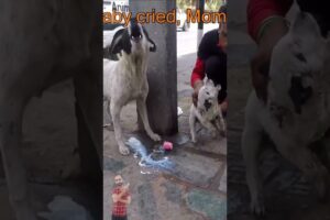 Abandoned Puppy Crying In Pain | Helpless Mother Asking For Help  #puppy #adopteddog #rescuedog