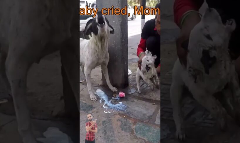 Abandoned Puppy Crying In Pain | Helpless Mother Asking For Help  #puppy #adopteddog #rescuedog