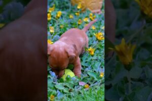 Adorable Puppies Playing | Cutest Puppy Moments #shorts #puppies #puppysplaying #trending #short