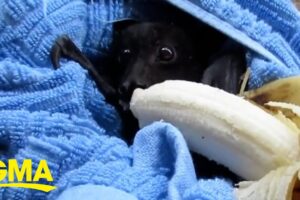 Adorable bat chomps on banana after being rescued l GMA