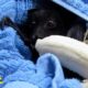 Adorable bat chomps on banana after being rescued l GMA