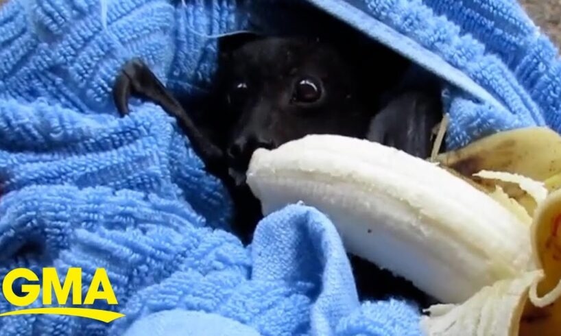 Adorable bat chomps on banana after being rescued l GMA