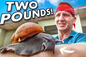 Africa’s Giant Snail Farms!! The Future of Food!!