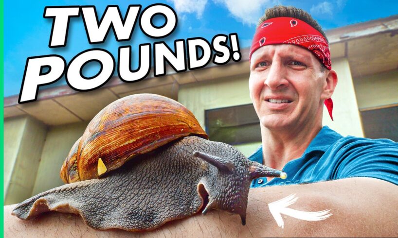 Africa’s Giant Snail Farms!! The Future of Food!!