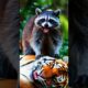 Animal Fight (tiger, raccoon, fox, skunk) #animal #animals #tiger # raccoon #fox #skunk