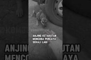 Anjing mencoba untuk mempercayai lagi#shorts#dog#cute#puppies