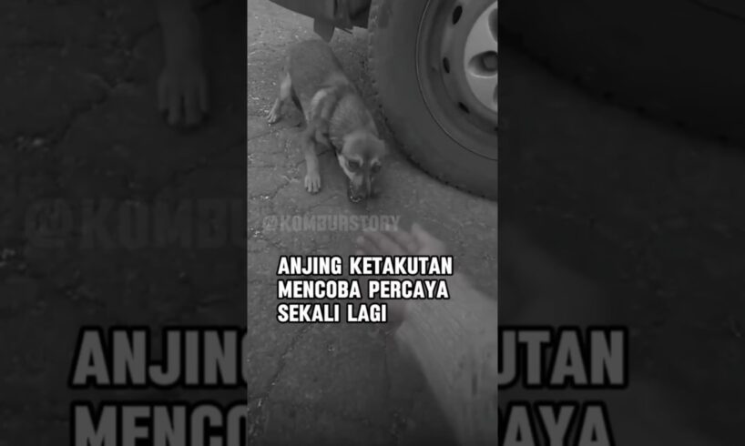 Anjing mencoba untuk mempercayai lagi#shorts#dog#cute#puppies