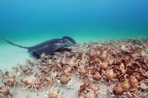 Army of Crabs Protect Spy Robot From Stingray | Spy In The Ocean | BBC Earth