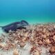 Army of Crabs Protect Spy Robot From Stingray | Spy In The Ocean | BBC Earth