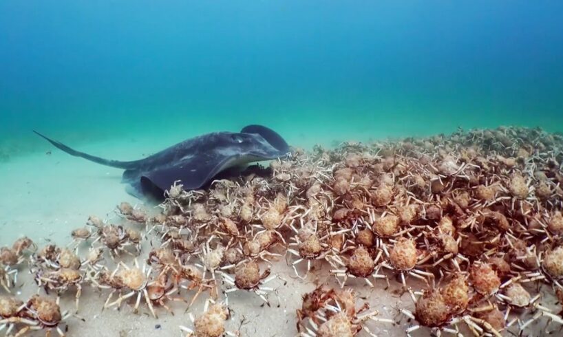 Army of Crabs Protect Spy Robot From Stingray | Spy In The Ocean | BBC Earth