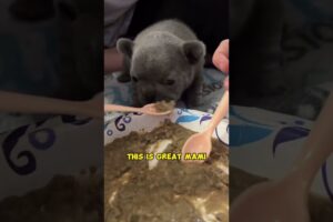 Arwen Eats Solid Food for the First Time #frenchie #puppy #waggingtailsrescue