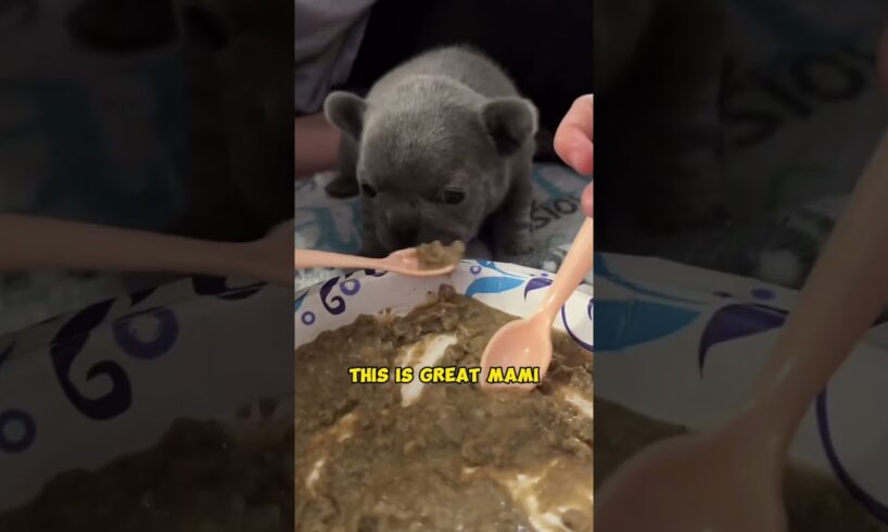 Arwen Eats Solid Food for the First Time #frenchie #puppy #waggingtailsrescue