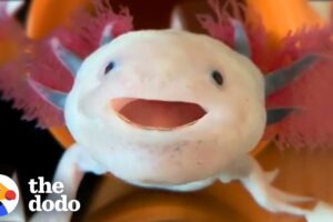 Axolotls Have The Cutest Yawns | The Dodo