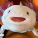 Axolotls Have The Cutest Yawns | The Dodo