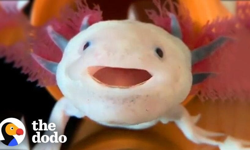 Axolotls Have The Cutest Yawns | The Dodo