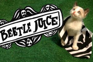 BEETLEJUICE (Cute Kitten Version)