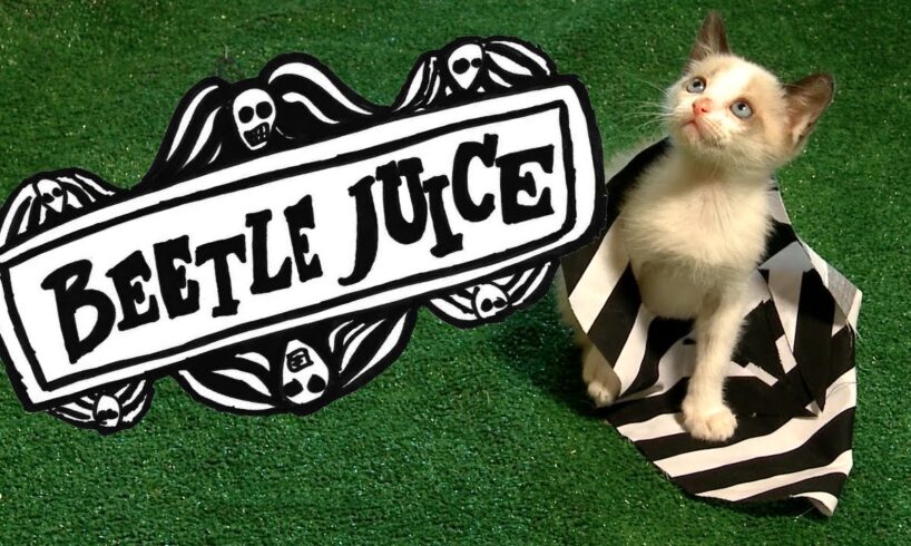 BEETLEJUICE (Cute Kitten Version)