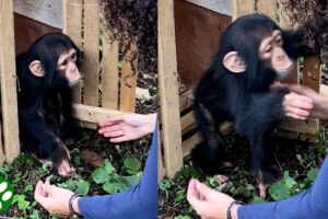 Baby chimp throws himself into rescuer's arms