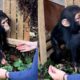 Baby chimp throws himself into rescuer's arms