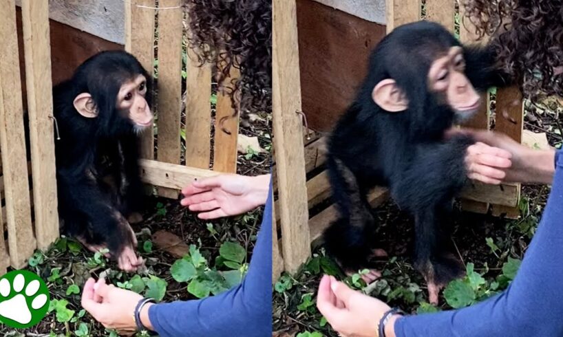 Baby chimp throws himself into rescuer's arms