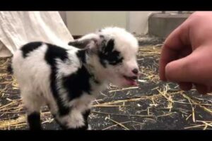 Baby goat making the cutest noise