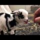 Baby goat making the cutest noise