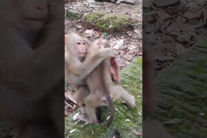 Baby playing so lovely-funny😘🐒DW7  #monkeys #viral #animals #shortsvideo #monkey  #youtube