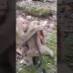 Baby playing so lovely-funny😘🐒DW7  #monkeys #viral #animals #shortsvideo #monkey  #youtube