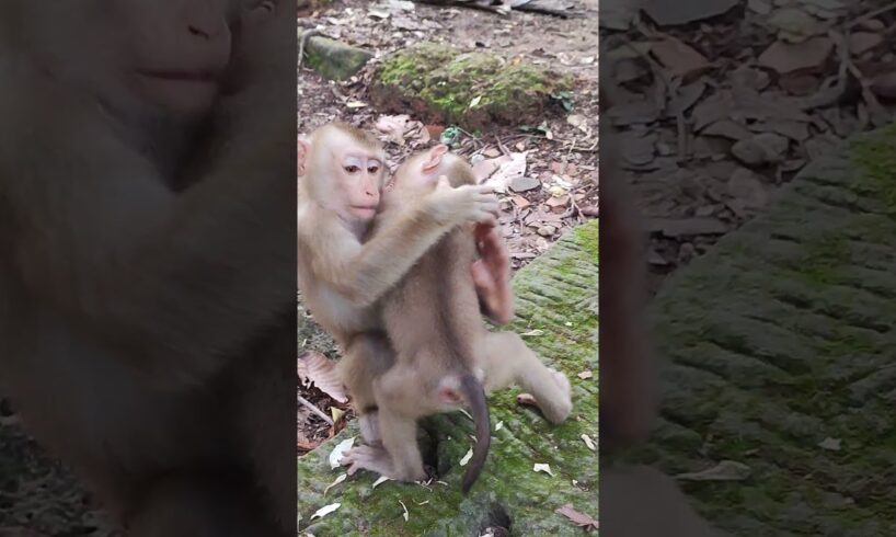 Baby playing so lovely-funny😘🐒DW7  #monkeys #viral #animals #shortsvideo #monkey  #youtube