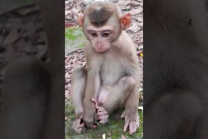 Baby playing so lovely-funny😘🐒DW8  #monkeys #viral #animals #shortsvideo #monkey  #youtube