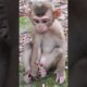 Baby playing so lovely-funny😘🐒DW8  #monkeys #viral #animals #shortsvideo #monkey  #youtube