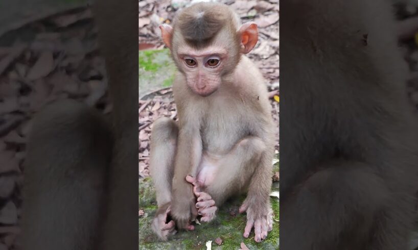 Baby playing so lovely-funny😘🐒DW8  #monkeys #viral #animals #shortsvideo #monkey  #youtube