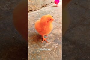 -:(Beautiful-cute colourful chicks playing Amazing walk away style #shorts #chicken #animals #pets