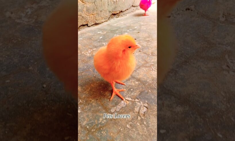 -:(Beautiful-cute colourful chicks playing Amazing walk away style #shorts #chicken #animals #pets