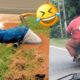 Best Fails of the Week 🤣 Funniest Fail Videos - Star Show