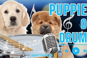 🐶 Best of TikTok Cutest Puppies on Drums 2! 🥁 #PuppyDrummers #cutecompilation