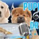 🐶 Best of TikTok Cutest Puppies on Drums 2! 🥁 #PuppyDrummers #cutecompilation