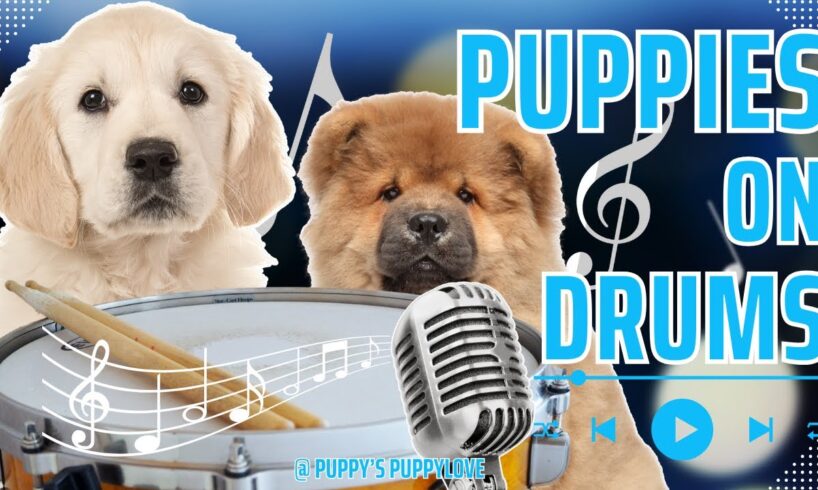 🐶 Best of TikTok Cutest Puppies on Drums 2! 🥁 #PuppyDrummers #cutecompilation