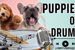 🐶 Best of TikTok Cutest Puppies on Drums 3! 🥁 #PuppyDrummers #cutecompilation