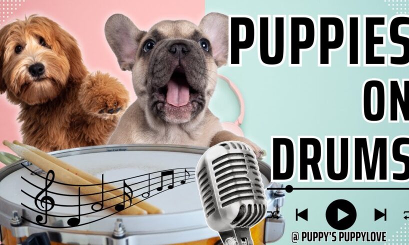 🐶 Best of TikTok Cutest Puppies on Drums 3! 🥁 #PuppyDrummers #cutecompilation