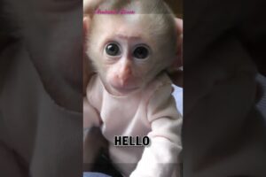 Bibi Baby Monkey say hello #animals #pets #cute #monkey #babymonkey