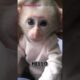 Bibi Baby Monkey say hello #animals #pets #cute #monkey #babymonkey