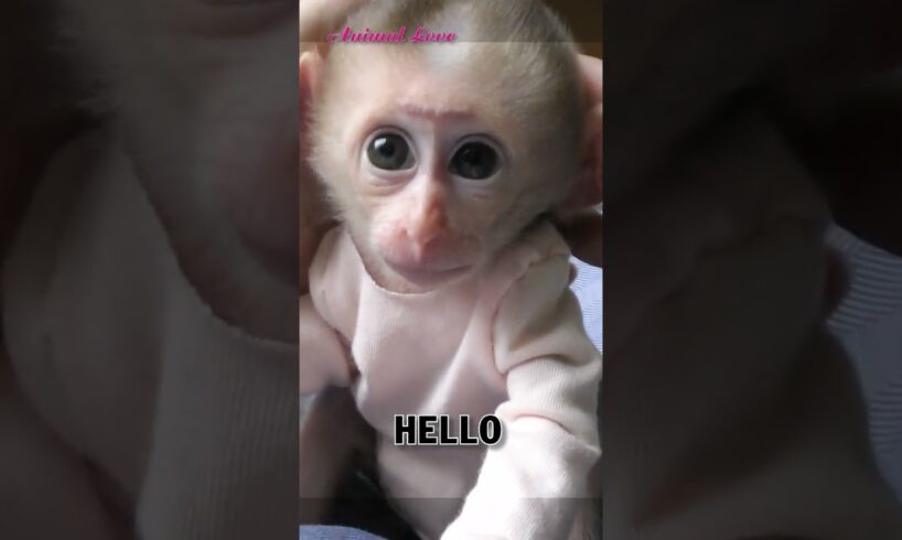 Bibi Baby Monkey say hello #animals #pets #cute #monkey #babymonkey