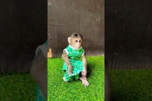 Big boy sit play alone #shorts #youtube #animals #youtubeshorts #love #monkey #cute #viralvideo