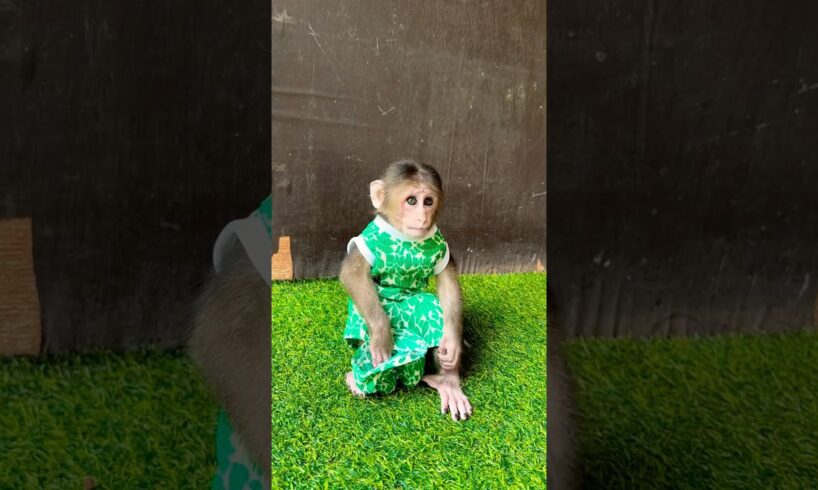 Big boy sit play alone #shorts #youtube #animals #youtubeshorts #love #monkey #cute #viralvideo