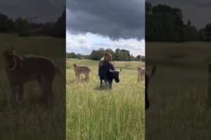 Bison fights back against lions to protect baby bison Amazing animals are here Animal World Anim