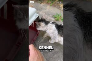 Bitten Cat Hours Away From Dying Climbs Inside Stranger's Kennel ❤️ #animalshorts #cat #catshorts