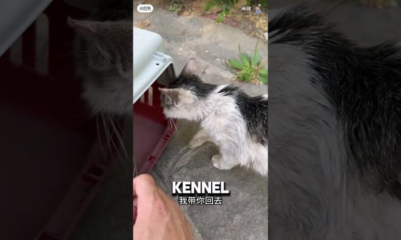 Bitten Cat Hours Away From Dying Climbs Inside Stranger's Kennel ❤️ #animalshorts #cat #catshorts