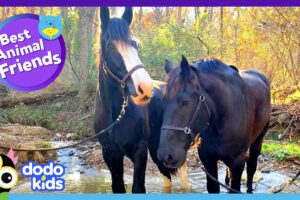 Brave Horse Saves The Day For His Hurt Horse Friend | Dodo Kids | Best Animal Friends